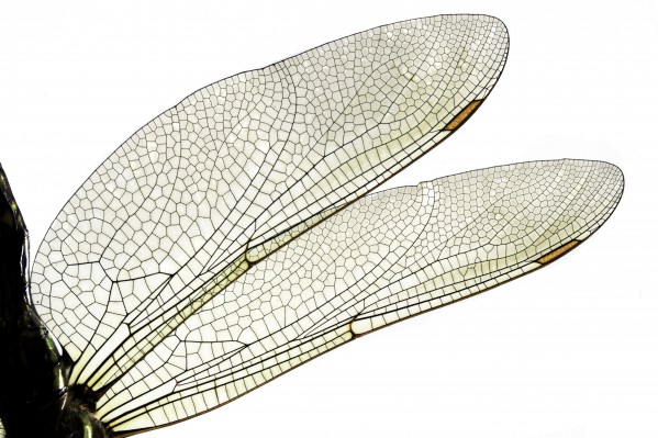 Dragonfly Wing Digital Download